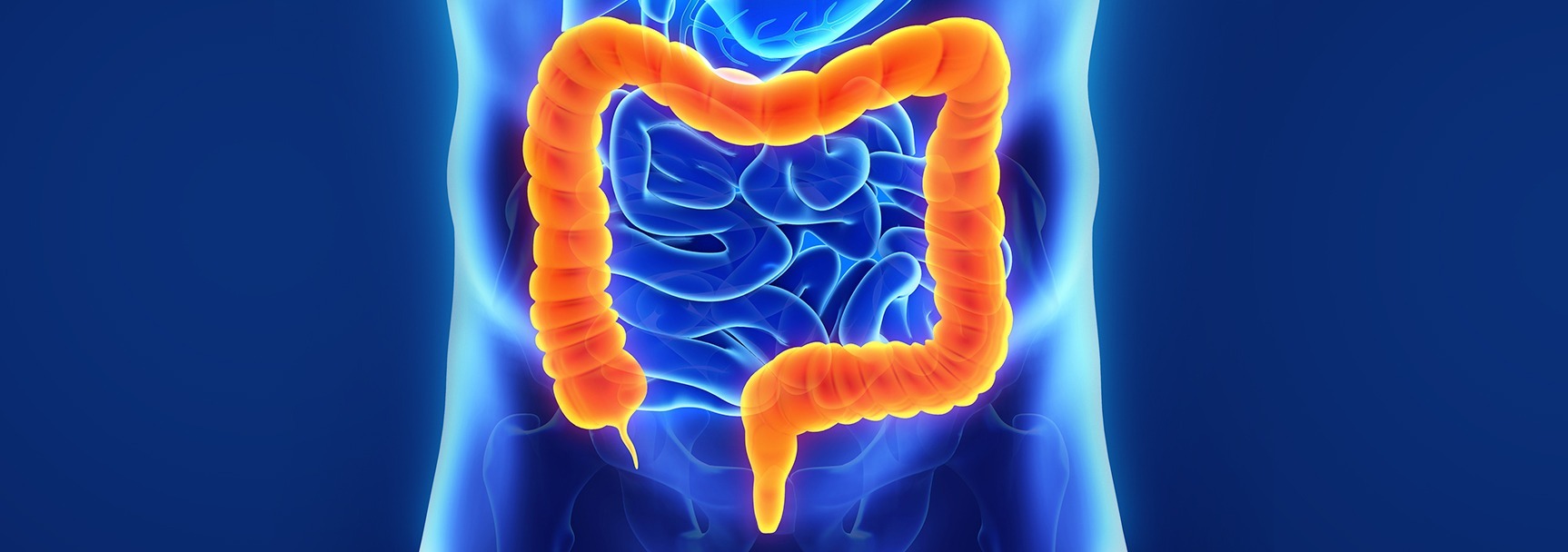 Blue and yellow picture of an entire large human intestine called the colon